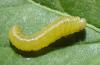 Macrophya sp.